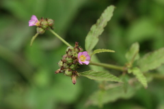 Melochia corchorifolia